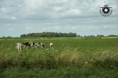 Zomerrit-2024-43-Middel